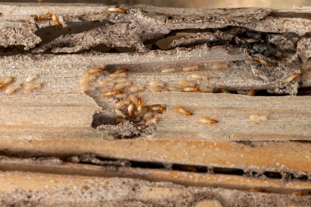 Best Emergency Pest Control  in Omro, WI